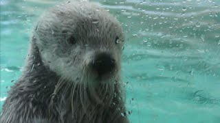 ラッコ　キラちゃん　ガラスをコンコン叩きます　【鳥羽水族館】Sea otter Kira-chan Toba Aquarium