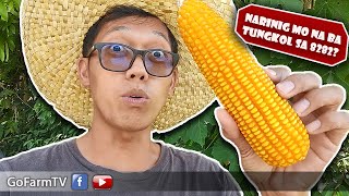 FINAL CONCLUSION SA CORN PLANTING / DK NK P / GOFARM TV