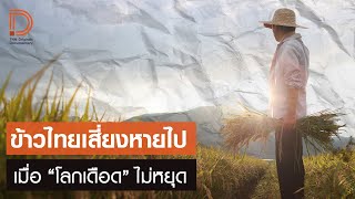 “ข้าวไทยเสี่ยงหายไป” เมื่อโลกเดือดไม่หยุด l TNN Originals Documentary EP.4