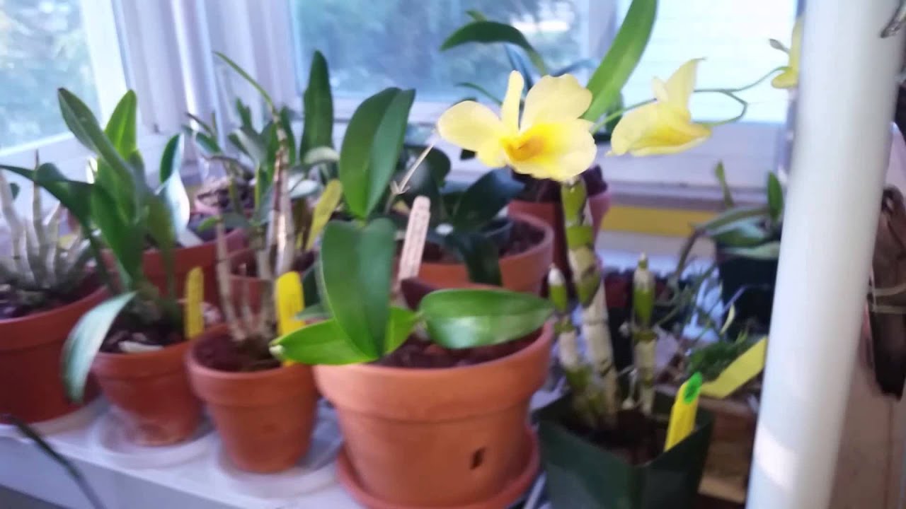 Ants In My Plants, And Some Blooming Orchids - YouTube