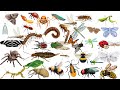 Guess the INSECTS | Quiz Game for Kids,  Insects for kids |Insects | Insects name in English | |