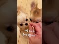 【ロングコートチワワ】子守するティル！【子犬】