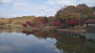 北山公園(笠間市)の紅葉🍁