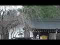 2013年4月25日　角館の桜　開花状況 7