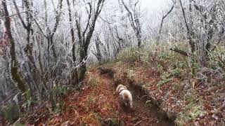 20171119 141019西赤石山の登山道