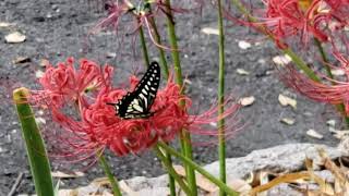 彼岸花の蜜を吸う、アゲハ蝶、ゆらゆら