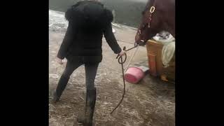 Mucking out Misty stable🐎