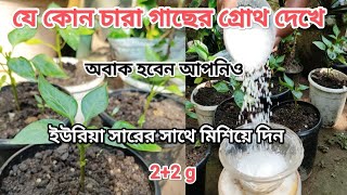 এই একটি সার প্রয়োগ করার সাথে সাথে কাজ করে, রুগ্ন দূর্বল গাছ বাড়ছেনা, তো এক বার দিয়ে দেখুন।