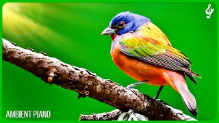Beautiful Relaxing Music With Bird Sounds 🦜 Piano Music, Positive Energy For Morning, Study and Work