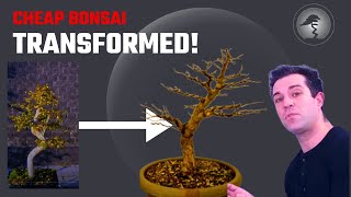 I Rescued a Cheap Chinese Elm Bonsai (and it’s beautiful now)