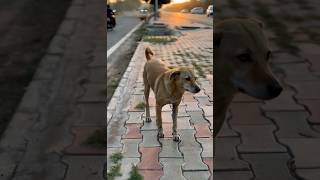 street dog #dog #doglover #dogs #cutedog #dogvideos