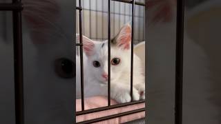 【耐久？】30秒間ゲージの中の三毛猫と見つめ合う。#猫 #子猫 #三毛猫 #ラガマフィン #cat #夏 #耐久