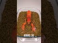 10 000 Mealworms vs. LOBSTER