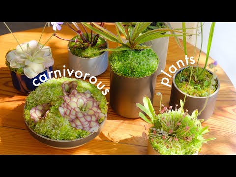 Where do carnivorous plants thrive?