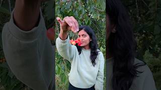 🍒 Cherry Tree Bursting with Juicy Cherries🤩 #cherry #tamilvlog #sweden#tamilvlog #fruit