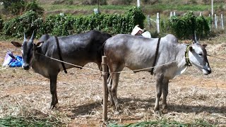 1 lakh 20 thousands for milk teeth hallikar bulls in Ghati