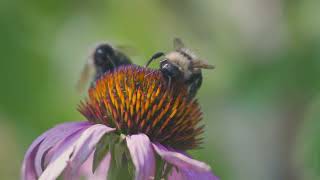 Bio 13 a Exploring Ecological Relationships Predation, Parasitism, Commensalism, and Mutualism