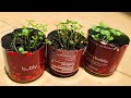 How to Grow Shiso from Seed + Plant Update!