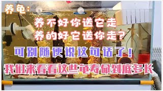 不同龟的寿命分别有多长？