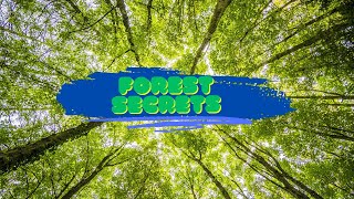 Secrets of the Forest Floor - A Documentary