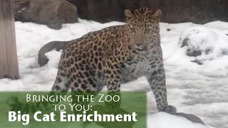 Bringing the Zoo to You: Big Cat Enrichment