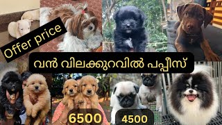 offer price il puppy sale... ഇതിലും വിലക്കുറവിൽ ഇനി പപ്പി കിട്ടില്ല...