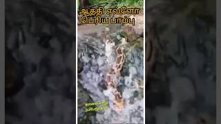 மலைப்பாம்பு #python #shorts #ytshorts #tirunelveli #kowsisujivlogs