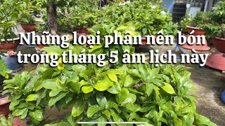 Những loại phân nên bón trong tháng 5 cho cây mai // 20-5 âl