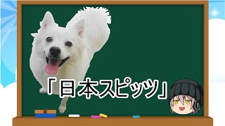 【ゆっくり解説】犬種３０：日本スピッツ