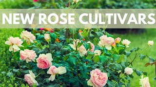 How Are Rose Varieties Developed?