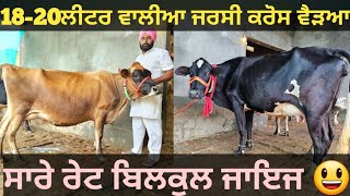 18-20ਲੀਟਰ ਵਾਲੀਆ ਚੰਗੀਆ ਵੈੜਆ ਵੀਕਾਓ। Buffalo and cow for sale/vadiya farm/30-7-23