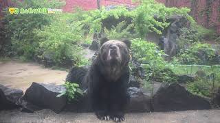 【東山動植物園公式】雨の日のピポロ《 エゾヒグマ　ヒグマ　クマ 》