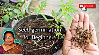 How to germinate flowering seeds in terrace | பூ செடி விதைகள் முளைக்க வைப்பது எப்படி? #gardening