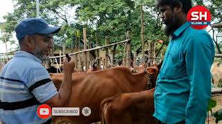 ২৪/১০/২৩ || সিলেটের লাফনাউট হাটে দেশি গাভি গরুর দাম জানুন