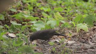 乌鸫吃果果 common blackbird