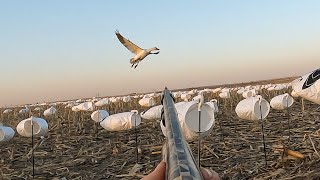 Snow Goose Hunting From A PIT BLIND