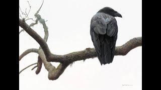 #39 - Lone Raven by Robert Bateman