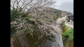 桜が咲きました。－中島川沿い