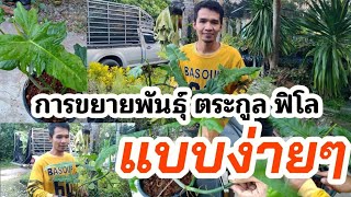 การขยายพันธุ์ ตระกูลฟิโล ฟิโลลายเมฆ วางข้อ ยกยอด ชำข้อแบบง่ายๆ