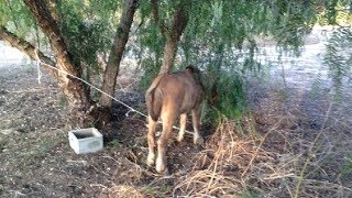 Police Who Find A Horse Tied To A Tree Are Heartbroken To Discover Why He Won’t Turn Around