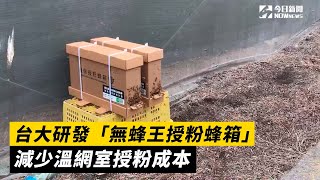 台大研發「無蜂王授粉蜂箱」　減少溫網室授粉成本｜NOWnews