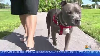 Florida Senate Bill Would Repeal Laws Banning Specific Breeds Of Dogs