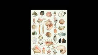 Types of sea shell🐚