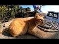 【今週のボツ動画】短い野良猫動画まとめて公開 unreleased video of this week 2022 2 4w