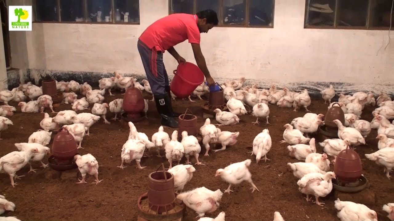 Poultry Farming Pdf