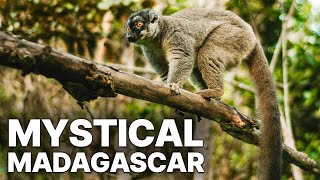 The Mystical Madagascar | Exotic Nature