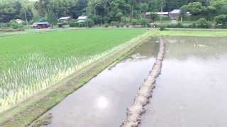 無農薬の米作りにドローン（鳥の目）導入　科学映像館