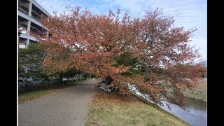 #38 Autumn in Kyoto 2, Spot Yamashina River Side, Kyoto, November 2020