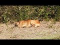 広島県の野良犬　まったりの鼻黒