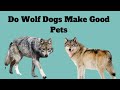 Do Wolf Dogs Make Good Pets?